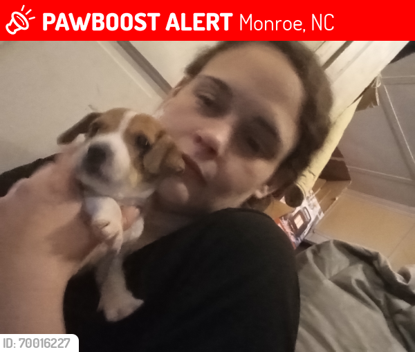 Lost Male Dog last seen Southern Roots, Monroe, NC 28112