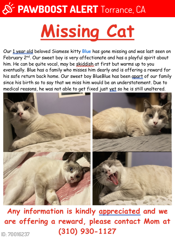 Lost Male Cat last seen Vermont Ave. and 214th St., Torrance, CA 90502