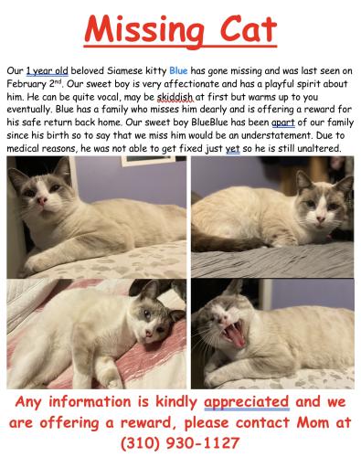 Lost Male Cat last seen Vermont Ave. and 214th St., Torrance, CA 90502