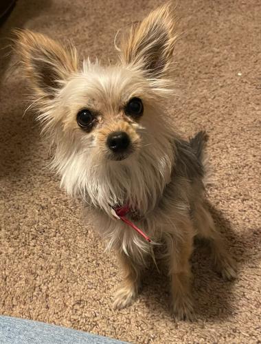 Lost Female Dog last seen 8th Iola , Lubbock, TX 79416