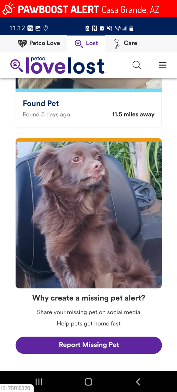 Lost Male Dog last seen Coppervista sub division , Casa Grande, AZ 85122
