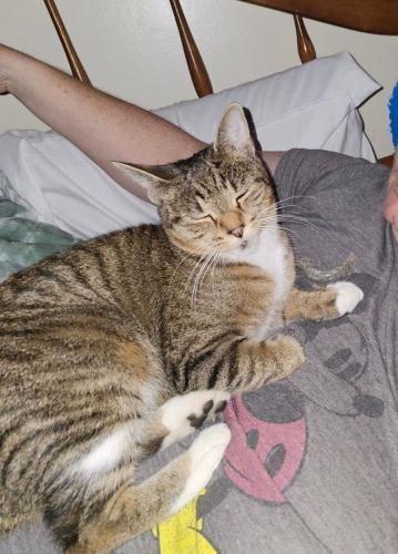 Lost Female Cat last seen Ray street and bulter ave , New Castle, PA 16101