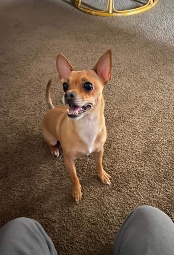 Lost Male Dog last seen Near willow Cleveland heights 44125, Valley View, OH 44125