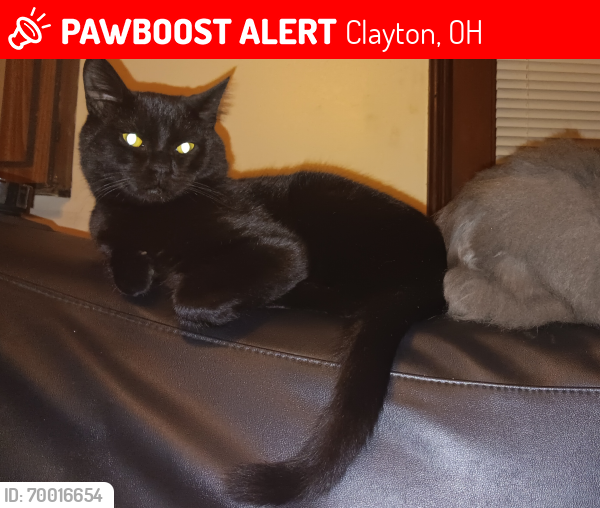 Lost Male Cat last seen Westbrook rd Clayton ohio, Clayton, OH 45315