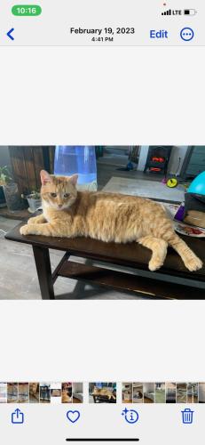 Lost Male Cat last seen Bellsburg Dr, off of Madriver by Dayton mall , Miami Township, OH 45459