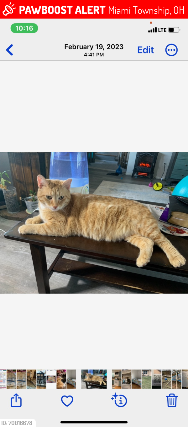 Lost Male Cat last seen Bellsburg Dr, off of Madriver by Dayton mall , Miami Township, OH 45459