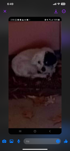 Lost Male Dog last seen Savanna/ summer grove southern hills neighborhood , Shreveport, LA 71118