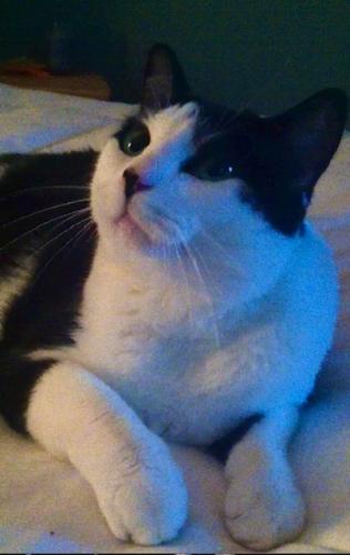 Lost Male Cat last seen Brookmont Dr, Conroe, TX 77301