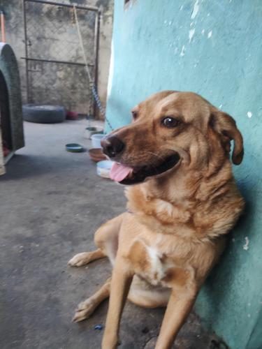 Lost Male Dog last seen Armando honora, Porto Feliz, SP 18540-000