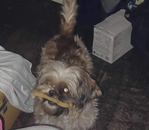 Lost Female Dog last seen Forest park Georgia , Forest Park, GA 30297