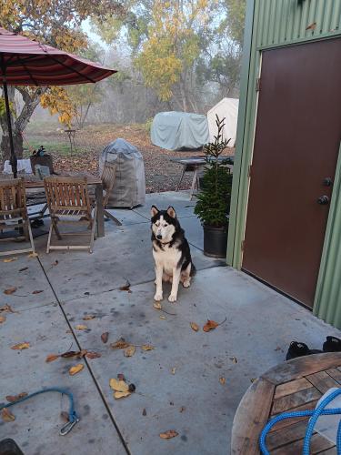 Lost Female Dog last seen Ashley furniture store, Emeryville, CA 94608