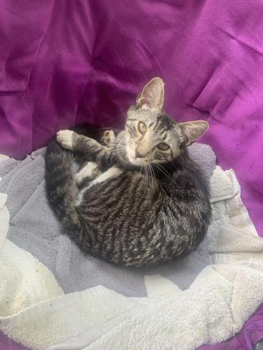 Lost Male Cat last seen Berryhill and s14th st, Harrisburg, PA 17104