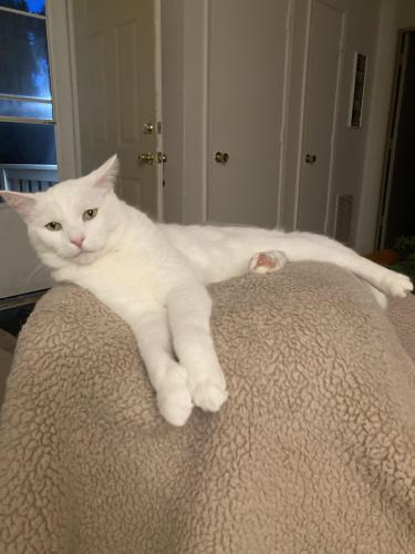 Lost Male Cat last seen Rosewell Drive in Red Mill Subdivision , Virginia Beach, VA 23454