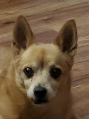 Lost Male Dog last seen Cortaro and Thorneydale, Tucson, AZ 85742