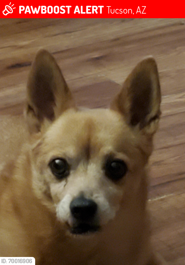 Lost Male Dog last seen Cortaro and Thorneydale, Tucson, AZ 85742