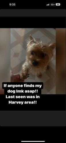 Lost Female Dog last seen Emerald Ave , Harvey, IL 60426