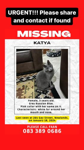 Lost Female Cat last seen Near Gay Street, Newlands, Pretoria, Pretoria, GP 0049