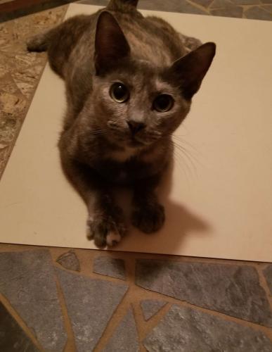 Lost Female Cat last seen Country Oaks Subdivision , Sarasota, FL 34243