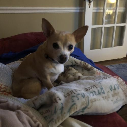 Lost Female Dog last seen Jefferson and Oyster Point, Newport News, VA 23602