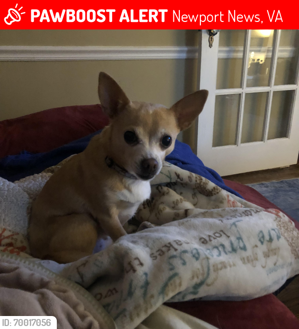Lost Female Dog last seen Jefferson and Oyster Point, Newport News, VA 23602