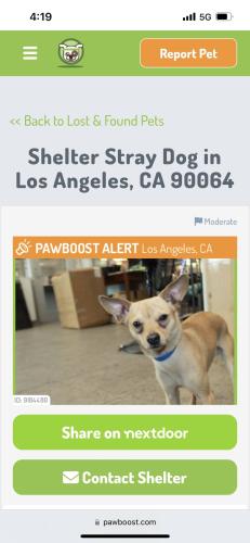 Lost Male Dog last seen 5th and San julian, Los Angeles, CA 90013