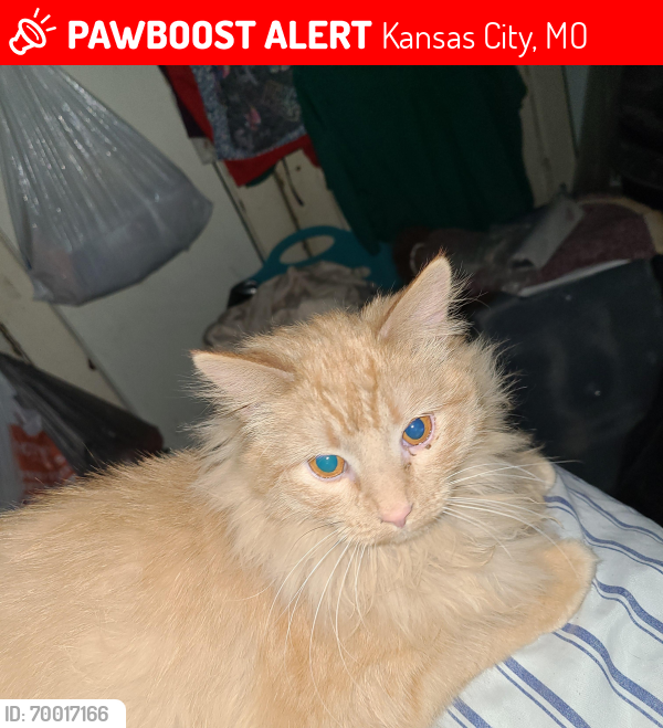 Lost Male Cat last seen 33rd Campbell , Kansas City, MO 64109