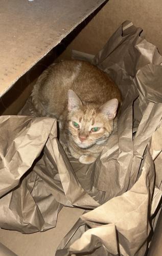 Lost Female Cat last seen Washington Avenue, Racine, WI 53405