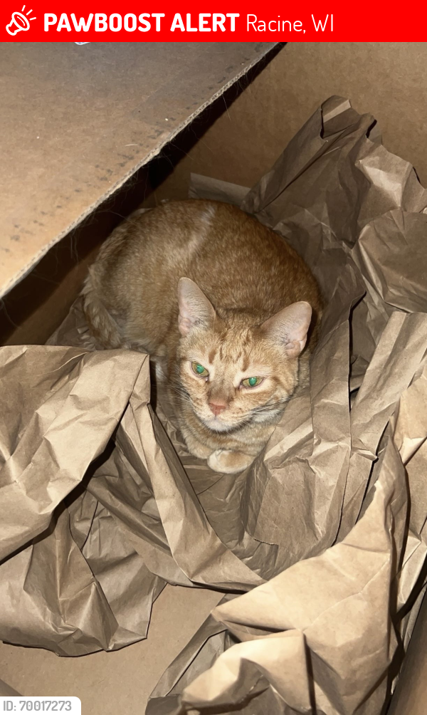 Lost Female Cat last seen Washington Avenue, Racine, WI 53405