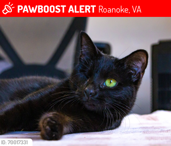 Lost Female Cat last seen Near Marshall , Roanoke, VA 24016