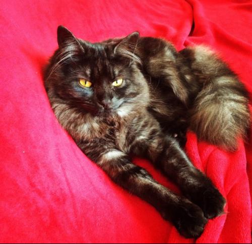 Lost Female Cat last seen Southend, Southend-on-Sea, England SS2