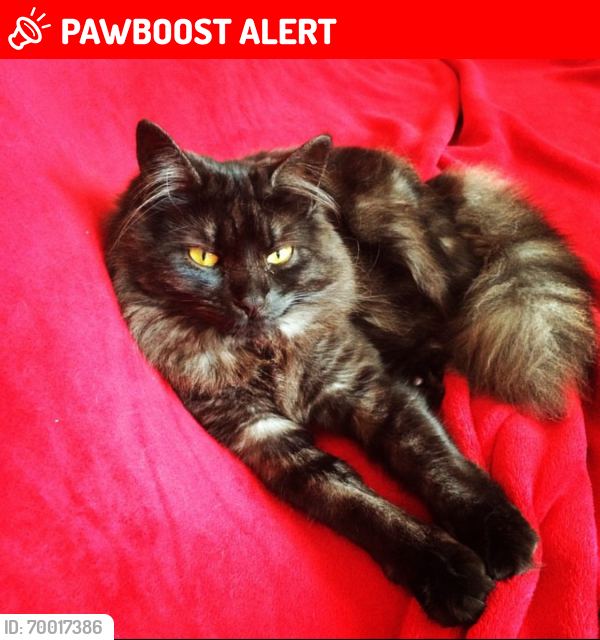 Lost Female Cat last seen Southend, Southend-on-Sea, England SS2