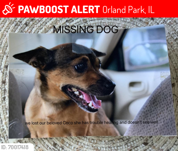 Lost Female Dog last seen 167th and Wolf rd, Orland Park, IL 60462