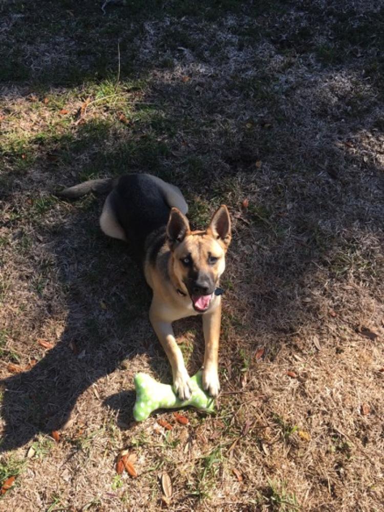 Shelter Stray Female Dog last seen Coursey and Cedarcrest 70816, 70816, LA, Baton Rouge, LA 70820