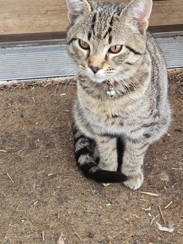 Lost Male Cat last seen Pueblo's Coffee, Springville, UT 84663