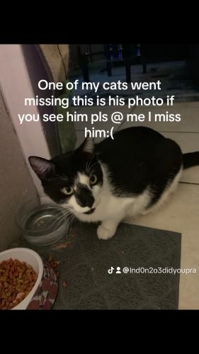 Lost Male Cat last seen Martin, Deltona, FL 32738