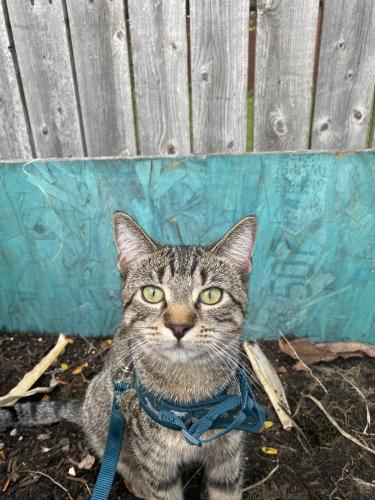 Lost Female Cat last seen Avers and 30th , Chicago, IL 60623