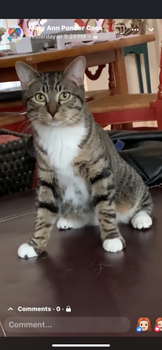 Lost Male Cat last seen Laurelleaf Dr and Sweetwood Song, Pflugerville, TX 78660