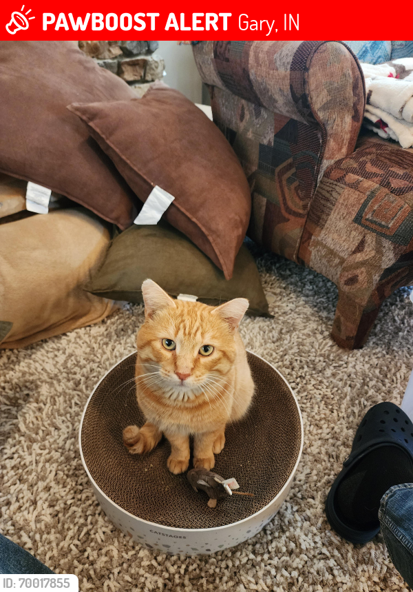 Lost Male Cat last seen Griffith airport, Gary, IN 46408