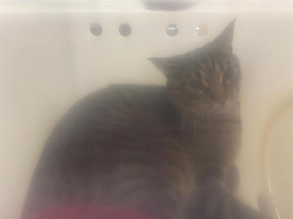 Shelter Stray Male Cat last seen Near BLOCK N 2ND ST, West Milwaukee, WI 53215