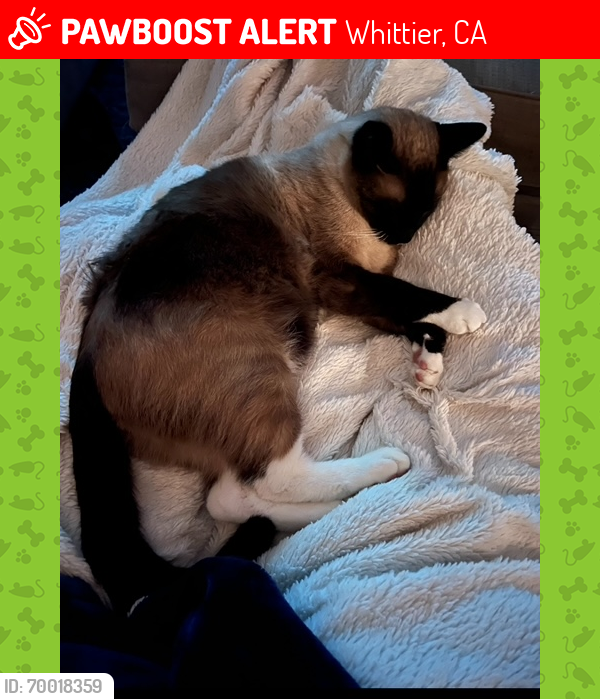 Lost Male Cat last seen Mountain Shadows and Workman Mill , Whittier, CA 90601