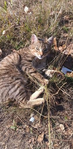 Lost Male Cat last seen Harris Rd, Ellerslie, GA 31807
