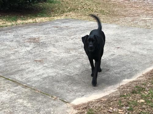 Found/Stray Male Dog last seen Where Oconee, Clarke and Oglethorpe County lines meet, Oglethorpe County, GA 30619