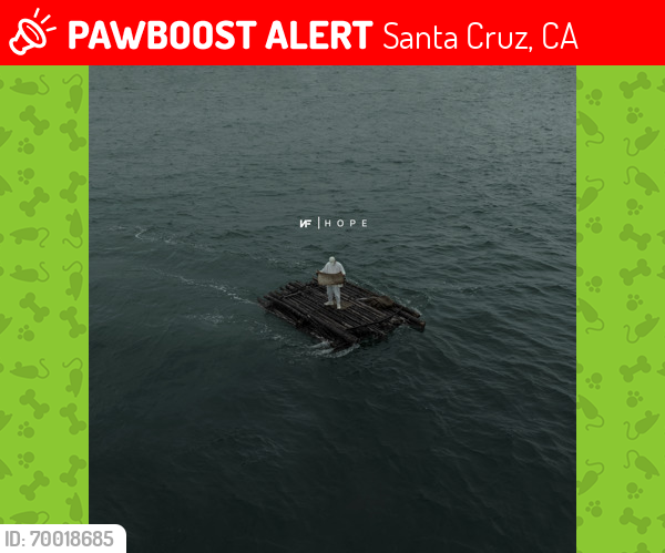 Santa Cruz CA Lost Male Cat Bingo Is Missing PawBoost