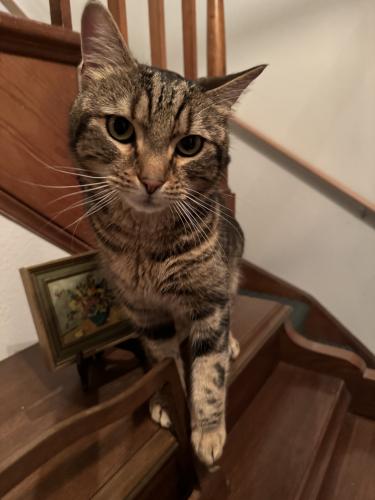 Found/Stray Male Cat last seen Wisconsin Avenue and Maple Avenu, Bethesda, MD 20814