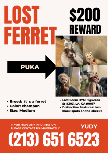 Lost Female Ferret last seen Figueroa street #303, Los Angeles, CA 90247