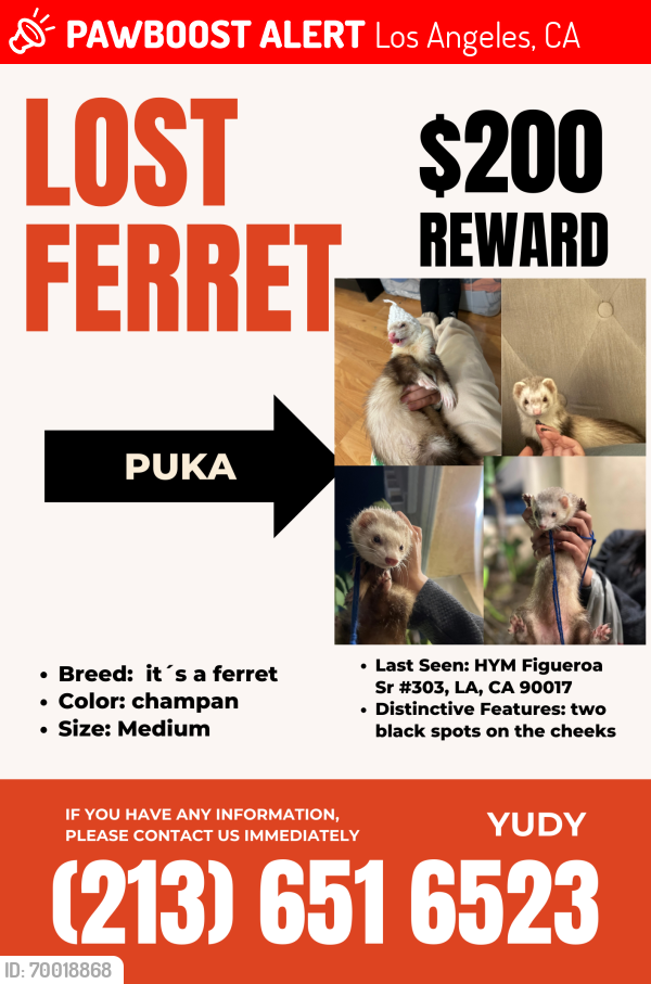 Lost Female Ferret last seen Figueroa street #303, Los Angeles, CA 90247