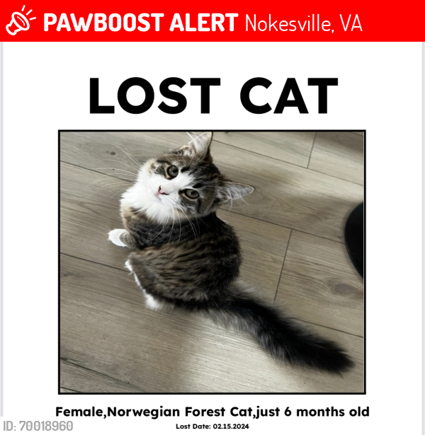 Lost Female Cat last seen Vint Hill Rd, Nokesville, VA 20181