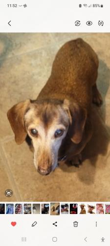Lost Male Dog last seen Bunker Hill off Saint Mary's Rd., Columbus, GA 31907