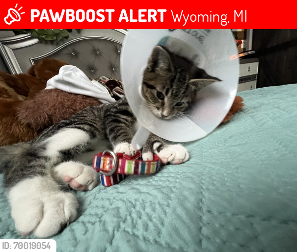 Lost Male Cat last seen prairie parkway sw and boone ave sw are the nearest cross streets. Also west ave sw and sharon ave sw meet with 30th street, Wyoming, MI 49519