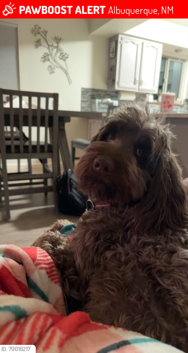 Lost Male Dog last seen Four Hills and Central, Albuquerque, NM 87123